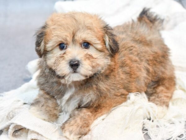 [#37099] Brown Male Yochon Puppies for Sale