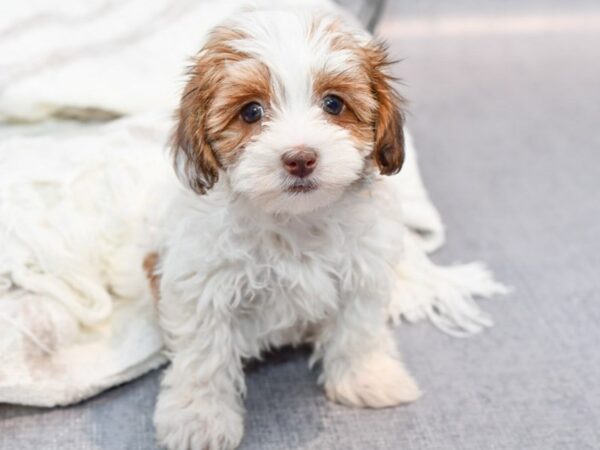 [#37100] White / Brown Female Daisy Dog Puppies for Sale