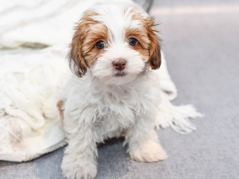 Daisy Dog - 37100 Image #1