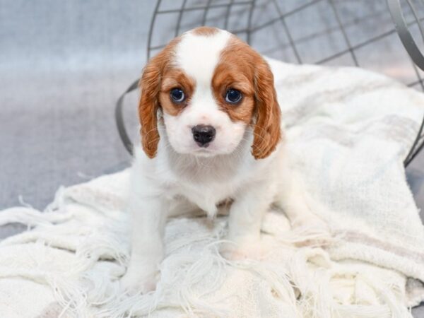 [#37101] Blenheim Female Cavalier King Charles Spaniel Puppies for Sale