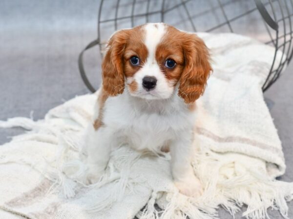 [#37102] Blenheim Male Cavalier King Charles Spaniel Puppies for Sale