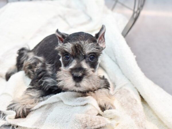 [#37105] Salt / Pepper Female Miniature Schnauzer Puppies for Sale