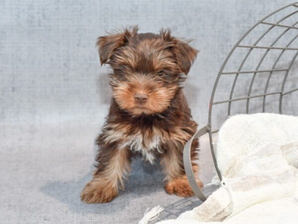 [#37106] Chocolate Male Yorkshire Terrier Puppies for Sale