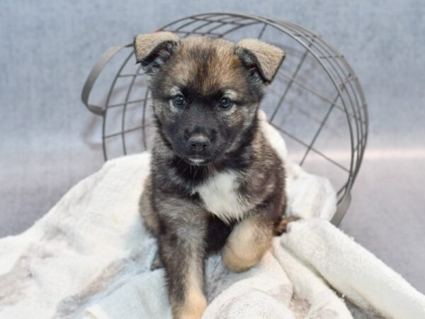 [#37107] Sable Female Norwegian Elkhound Puppies for Sale