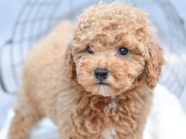 [#37123] Apricot Female Miniature Poodle Puppies for Sale