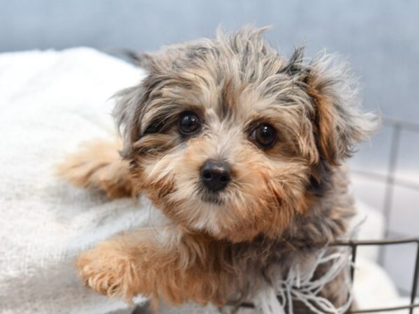 [#37110] Blue Merle Female Yorkiepoo Puppies for Sale