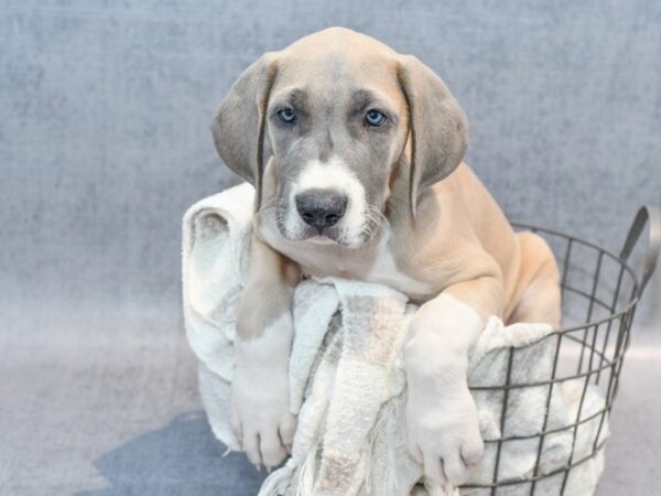 [#37111] Fawn Male Great Dane Puppies for Sale