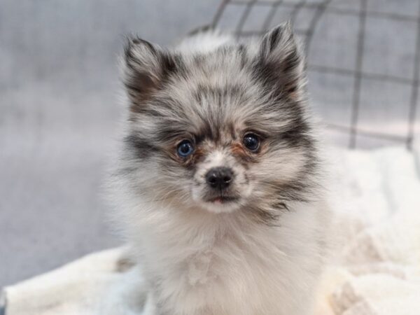 [#37112] Blue Merle / White Male Pomeranian Puppies for Sale