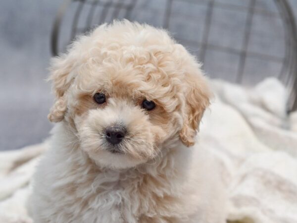 [#37113] White / Cream Female Bichonpoo Puppies for Sale