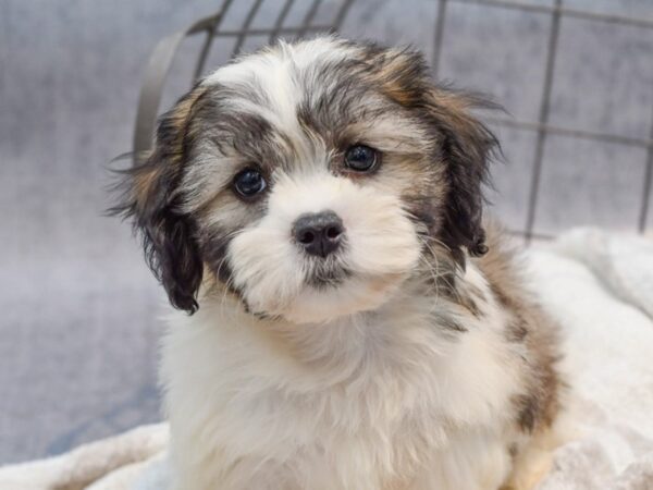 [#37114] Sable / White Male Teddy Bear Puppies for Sale