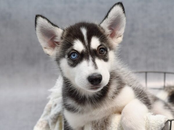 [#37115] Black / White Male Siberian Husky Puppies for Sale