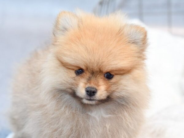 [#37118] Sable Female Pomeranian Puppies for Sale
