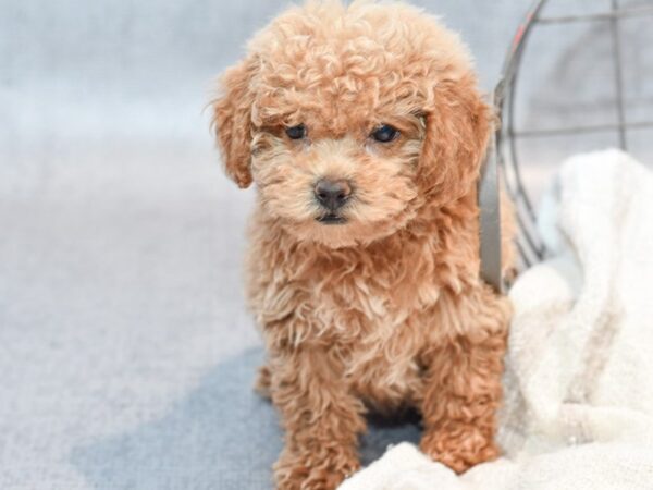 [#37122] Red Male Miniature Poodle Puppies for Sale