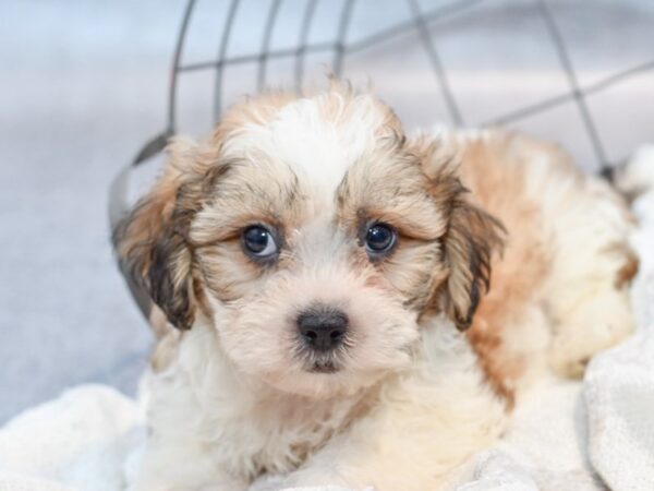 [#37126] Brindle / White Male Teddy Bear Puppies for Sale
