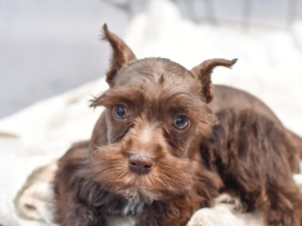 [#37128] Chocolate Male Miniature Schnauzer Puppies for Sale