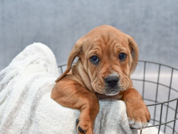 [#37129] Fawn & White Female Beabull Puppies for Sale