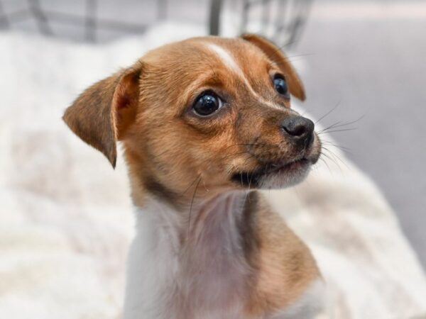 [#37131] Tri-Colored Male Jack Russell Terrier Puppies for Sale