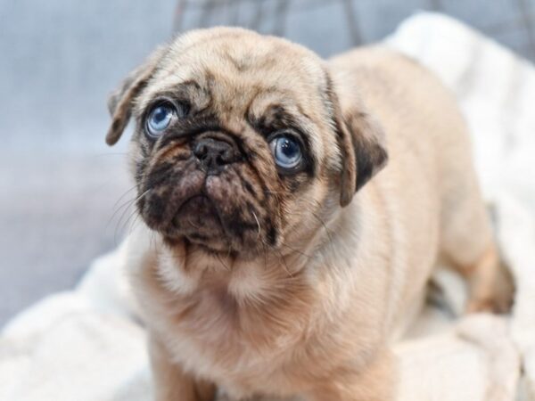 [#37133] Fawn w/Blk Mask Male Pug Puppies for Sale