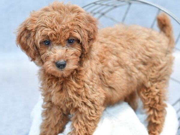[#37134] Red Male Mini Goldendoodle Puppies for Sale