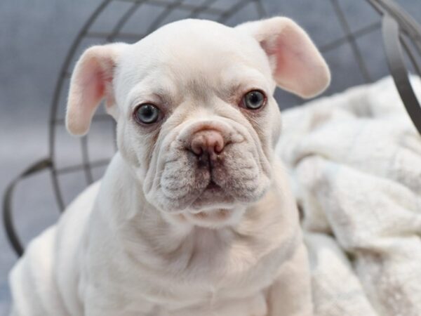 [#37120] Cream Male French Bulldog Puppies for Sale