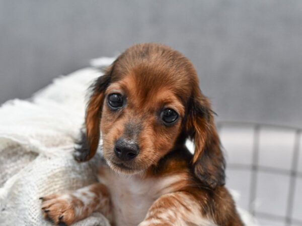 [#37124] Dark Brown Female Dachshund Puppies for Sale