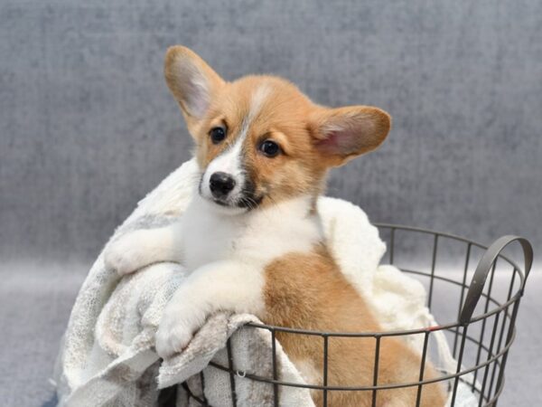 [#37130] Red / White Male Pembroke Welsh Corgi Puppies for Sale