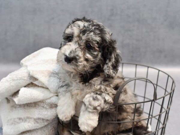 [#37136] Blue Merle Male Mini Newfiepoo Puppies for Sale