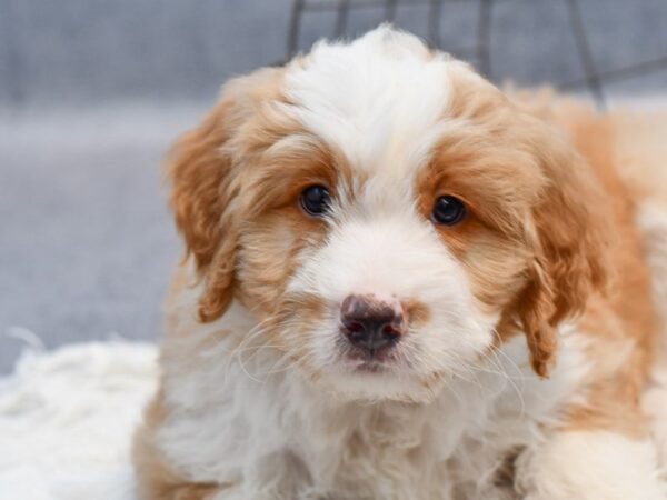 [#37138] Red & White Female Mini Bernadoodle Puppies for Sale