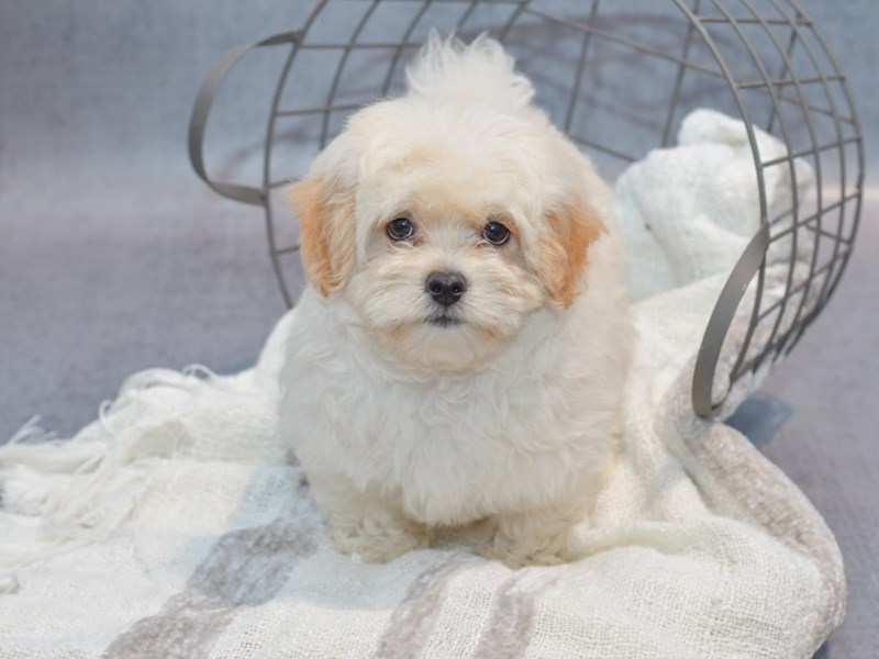Maltipoo - 36970 Image #1