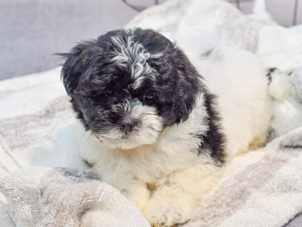 [#37031] Black Male Teddy Bear Puppies for Sale