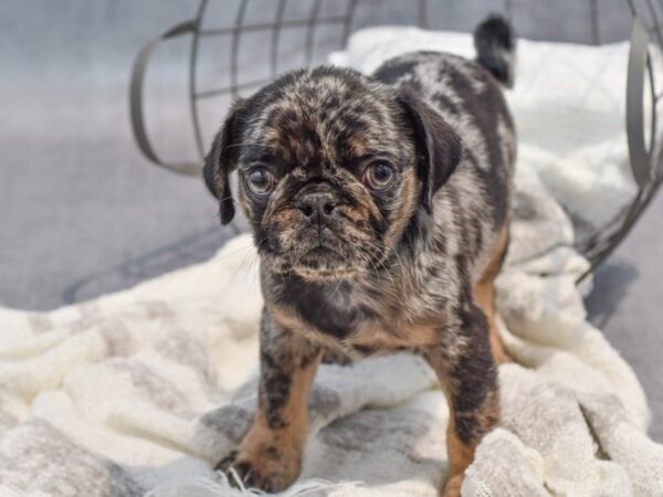 [#37038] Blue Merle Male Pug Puppies for Sale