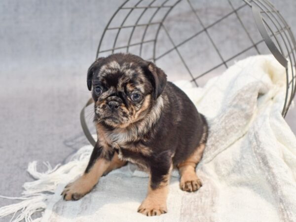 [#37063] Chocolate Merle Female Pug Puppies for Sale