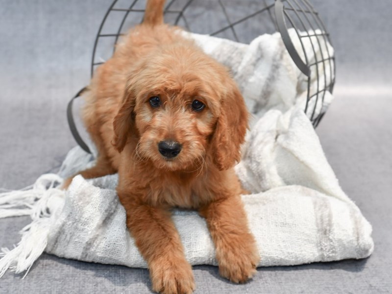 Standard Goldendoodle - 37070 Image #1