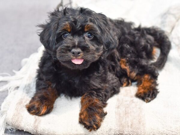 [#37081] Choc merle Male Pomapoo Puppies for Sale