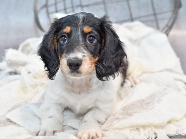 [#37096] Black / White Male Dachshund Puppies for Sale