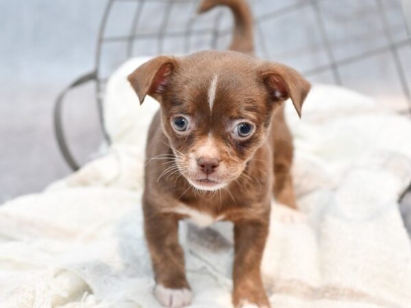 [#37103] Chocolate Female Chihuahua Puppies for Sale