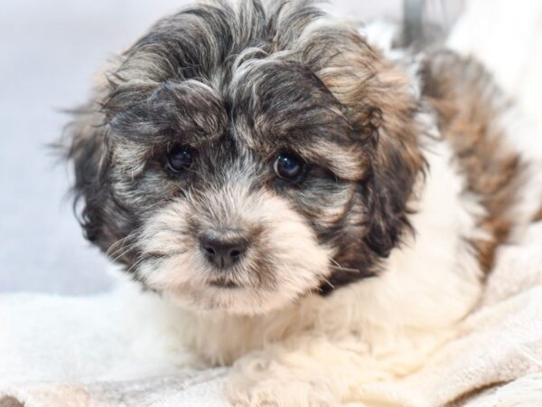 [#37125] Brown / White Female Teddy Bear Puppies for Sale