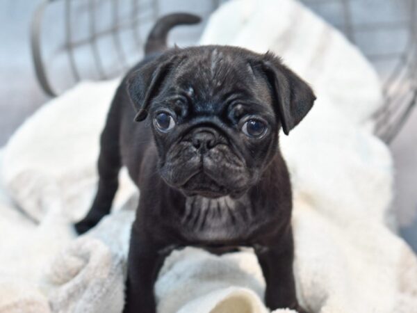 [#37132] Black Male Pug Puppies for Sale
