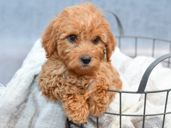 [#37135] Red Female Mini Goldendoodle Puppies for Sale