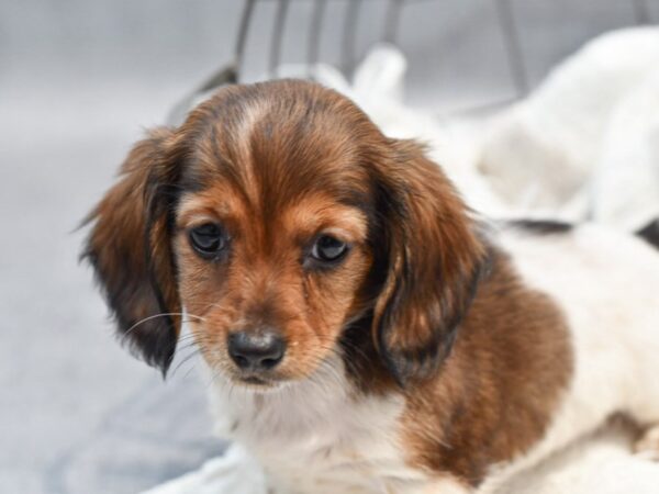 [#37127] Tri-Colored Female Dachshund Puppies for Sale