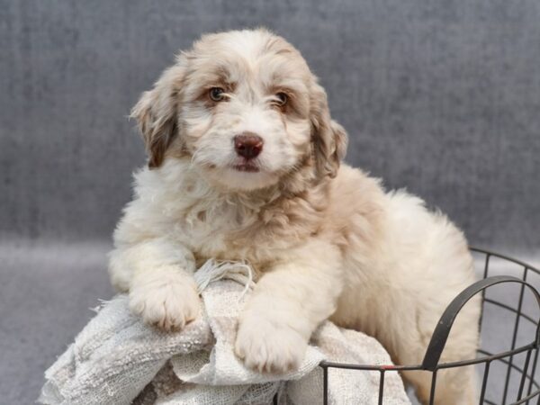 [#37137] Chocolate Merle Female Mini Newfiepoo Puppies for Sale