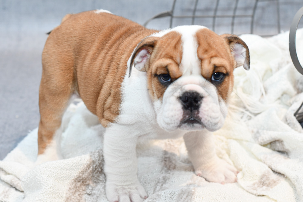 New Arrivals Puppies Petland Novi, Michigan