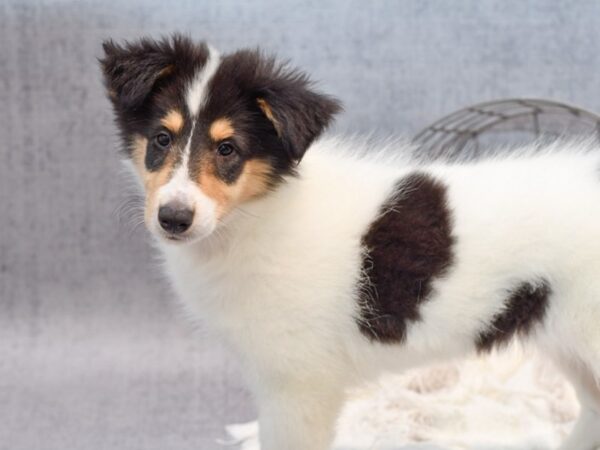 [#37141] Black Female Collie Puppies for Sale