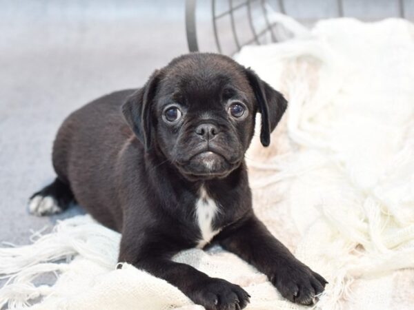 [#37153] Black Male Puggle Puppies for Sale