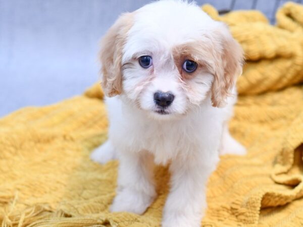 [#37212] Blenheim Female Cavachon Puppies for Sale