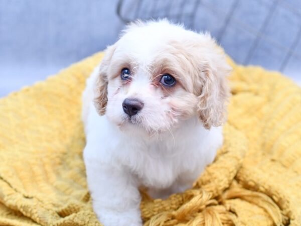 [#37240] Blenheim Male Cavachon Puppies for Sale