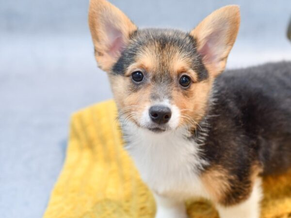 [#37247] Tri Female Pembroke Welsh Corgi Puppies for Sale
