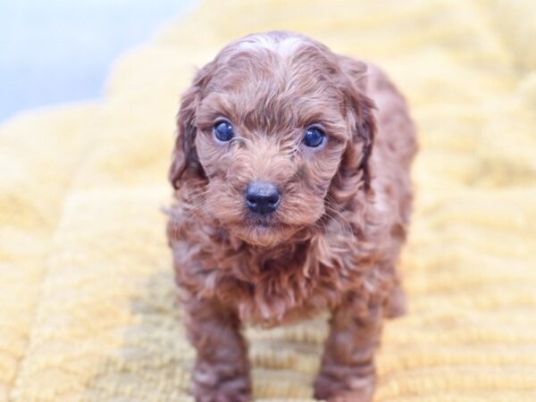 [#37249] Red Female Cavapoo Puppies for Sale