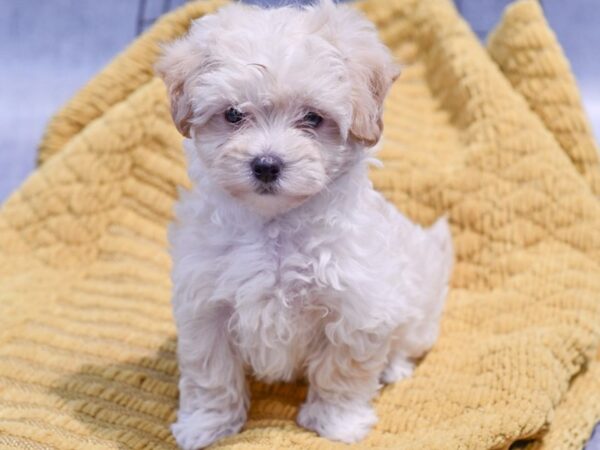 [#37261] Apricot Female Maltipoo Puppies for Sale