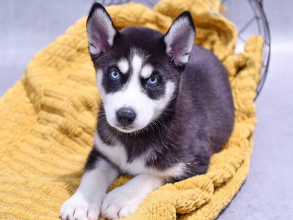 [#37265] Black & White Female Siberian Husky Puppies for Sale